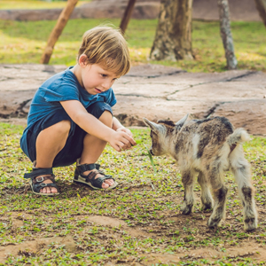 Ein kleiner Junge lockt eine junge Ziege an | Tiergestützte Therapie Hof Wiesengrund